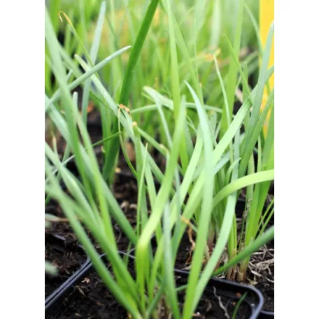 Metélőhagyma, kínai Allium tuberosum