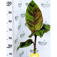 Musa banán válogatás_2 Musa mix P7