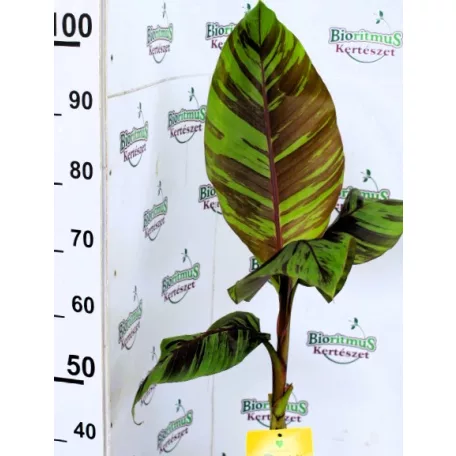 Musa banán válogatás_2 Musa mix P7