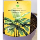 Musa banán válogatás_2 Musa mix P7