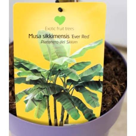 Musa banán válogatás_2 Musa mix P7