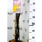 Trópusi gyümölcsfa válogatás_GRAFTED Tropica fruit tree P7_Selenicereus megalanthus, Hyloecerus hybridum, Feioja, Mango, Physalis