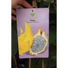 Trópusi gyümölcsfa válogatás_GRAFTED Tropica fruit tree P7_Selenicereus megalanthus, Hyloecerus hybridum, Feioja, Mango, Physalis