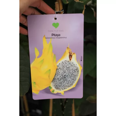 Trópusi gyümölcsfa válogatás_GRAFTED Tropica fruit tree P7_Selenicereus megalanthus, Hyloecerus hybridum, Feioja, Mango, Physalis