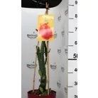 Trópusi gyümölcsfa válogatás_GRAFTED Tropica fruit tree P7_Selenicereus megalanthus, Hyloecerus hybridum, Feioja, Mango, Physalis