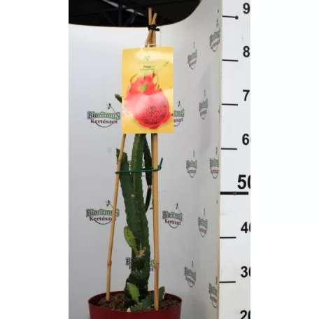 Trópusi gyümölcsfa válogatás_GRAFTED Tropica fruit tree P7_Selenicereus megalanthus, Hyloecerus hybridum, Feioja, Mango, Physalis
