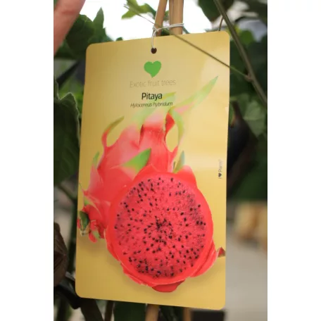 Trópusi gyümölcsfa válogatás_GRAFTED Tropica fruit tree P7_Selenicereus megalanthus, Hyloecerus hybridum, Feioja, Mango, Physalis