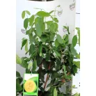 Trópusi gyümölcsfa válogatás_GRAFTED Tropica fruit tree P7_Selenicereus megalanthus, Hyloecerus hybridum, Feioja, Mango, Physalis