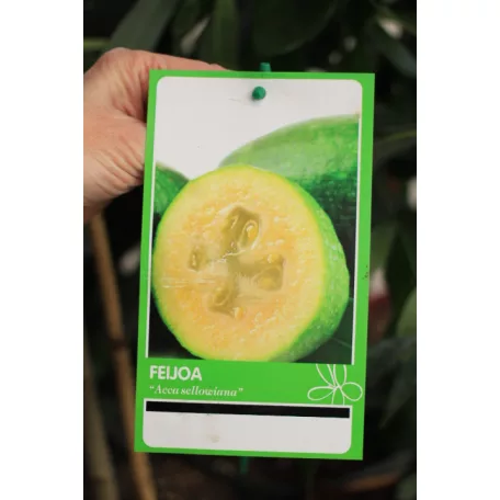 Trópusi gyümölcsfa válogatás_GRAFTED Tropica fruit tree P7_Selenicereus megalanthus, Hyloecerus hybridum, Feioja, Mango, Physalis