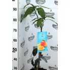 Trópusi gyümölcsfa válogatás_GRAFTED Tropica fruit tree P7_Selenicereus megalanthus, Hyloecerus hybridum, Feioja, Mango, Physalis