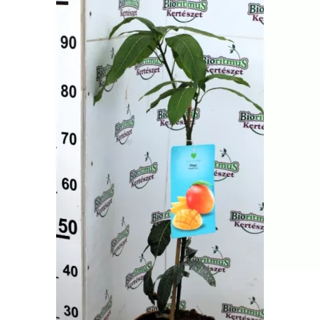 Trópusi gyümölcsfa válogatás_GRAFTED Tropica fruit tree P7_Selenicereus megalanthus, Hyloecerus hybridum, Feioja, Mango, Physalis