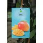 Trópusi gyümölcsfa válogatás_GRAFTED Tropica fruit tree P7_Selenicereus megalanthus, Hyloecerus hybridum, Feioja, Mango, Physalis