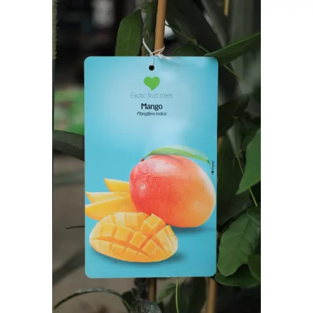 Trópusi gyümölcsfa válogatás_GRAFTED Tropica fruit tree P7_Selenicereus megalanthus, Hyloecerus hybridum, Feioja, Mango, Physalis