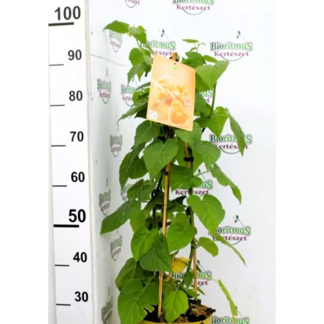 Trópusi gyümölcsfa válogatás_GRAFTED Tropica fruit tree P7_Selenicereus megalanthus, Hyloecerus hybridum, Feioja, Mango, Physalis