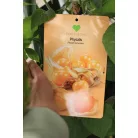 Trópusi gyümölcsfa válogatás_GRAFTED Tropica fruit tree P7_Selenicereus megalanthus, Hyloecerus hybridum, Feioja, Mango, Physalis