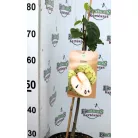 Trópusi gyümölcsfa válogatás_GRAFTED Tropica fruit tree P7_Chirimoya, Guayabito púrpura, Ananász, Guayaba Stone Ruby, Carambola