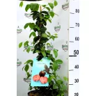 Trópusi gyümölcsfa válogatás_GRAFTED Tropica fruit tree P7_Chirimoya, Guayabito púrpura, Ananász, Guayaba Stone Ruby, Carambola