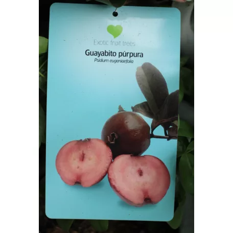 Trópusi gyümölcsfa válogatás_GRAFTED Tropica fruit tree P7_Chirimoya, Guayabito púrpura, Ananász, Guayaba Stone Ruby, Carambola