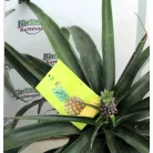 Trópusi gyümölcsfa válogatás_GRAFTED Tropica fruit tree P7_Chirimoya, Guayabito púrpura, Ananász, Guayaba Stone Ruby, Carambola