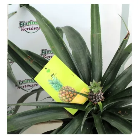 Trópusi gyümölcsfa válogatás_GRAFTED Tropica fruit tree P7_Chirimoya, Guayabito púrpura, Ananász, Guayaba Stone Ruby, Carambola