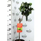 Trópusi gyümölcsfa válogatás_GRAFTED Tropica fruit tree P7_Chirimoya, Guayabito púrpura, Ananász, Guayaba Stone Ruby, Carambola