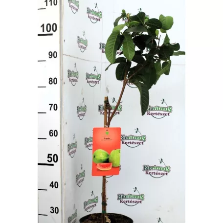 Trópusi gyümölcsfa válogatás_GRAFTED Tropica fruit tree P7_Chirimoya, Guayabito púrpura, Ananász, Guayaba Stone Ruby, Carambola