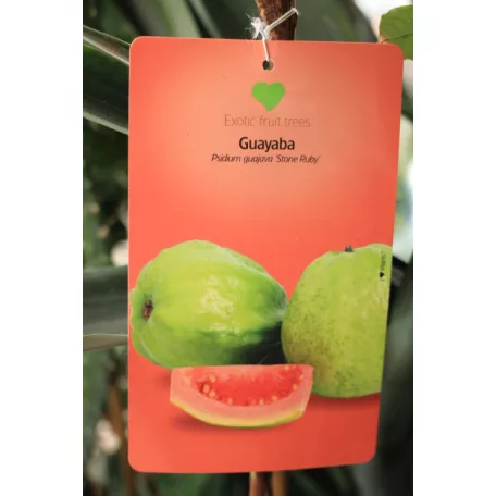 Trópusi gyümölcsfa válogatás_GRAFTED Tropica fruit tree P7_Chirimoya, Guayabito púrpura, Ananász, Guayaba Stone Ruby, Carambola