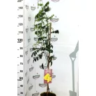 Trópusi gyümölcsfa válogatás_GRAFTED Tropica fruit tree P7_Chirimoya, Guayabito púrpura, Ananász, Guayaba Stone Ruby, Carambola