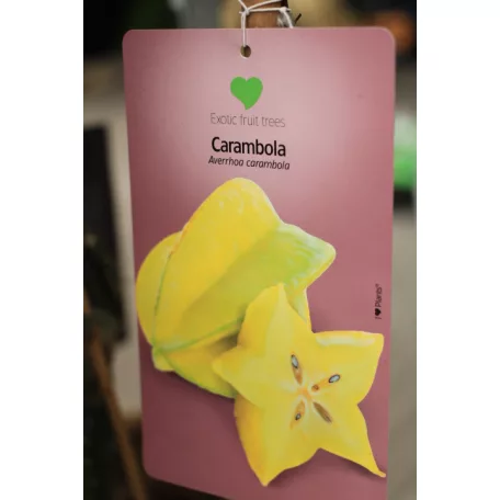 Trópusi gyümölcsfa válogatás_GRAFTED Tropica fruit tree P7_Chirimoya, Guayabito púrpura, Ananász, Guayaba Stone Ruby, Carambola