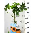 Trópusi gyümölcsfa válogatás_GRAFTED Tropica fruit tree P7_Papaya, Guayaba limón