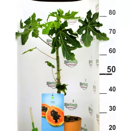 Trópusi gyümölcsfa válogatás_GRAFTED Tropica fruit tree P7_Papaya, Guayaba limón