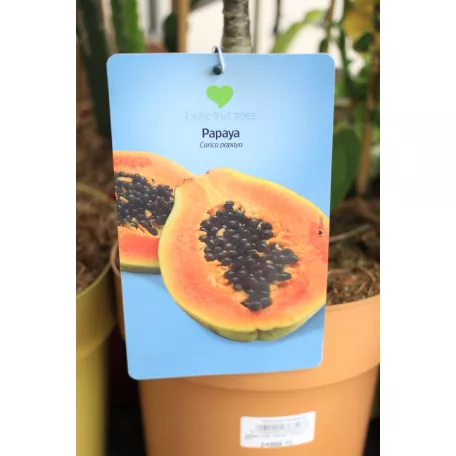 Trópusi gyümölcsfa válogatás_GRAFTED Tropica fruit tree P7_Papaya, Guayaba limón