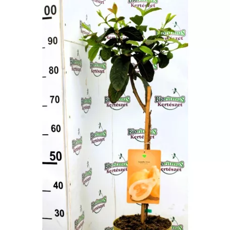 Trópusi gyümölcsfa válogatás_GRAFTED Tropica fruit tree P7_Papaya, Guayaba limón