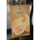 Trópusi gyümölcsfa válogatás_GRAFTED Tropica fruit tree P7_Papaya, Guayaba limón