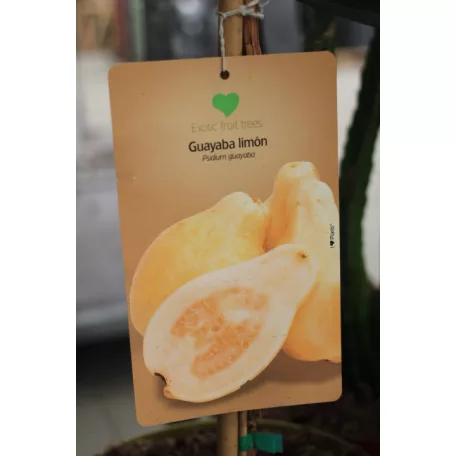 Trópusi gyümölcsfa válogatás_GRAFTED Tropica fruit tree P7_Papaya, Guayaba limón