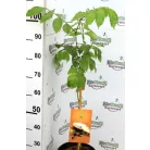 Trópusi gyümölcsfa válogatás_GRAFTED Tropica fruit tree P7_Papaya, Guayaba limón