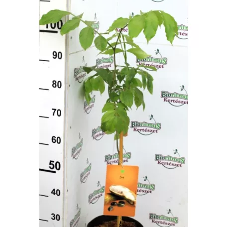 Trópusi gyümölcsfa válogatás_GRAFTED Tropica fruit tree P7_Papaya, Guayaba limón