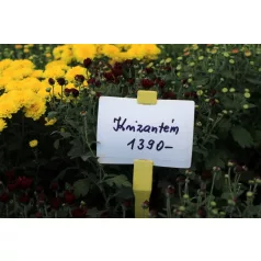 Krizantém 12 cm cserépben