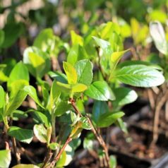 Aronia prunifolia Nero Tápkockás