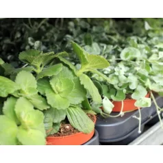 Balkonnövények mix 10,5 cm-es cserépben