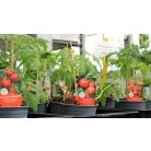 Zöldségpalánták 12 cm-es szürke cserépben - Paradicsom palánták