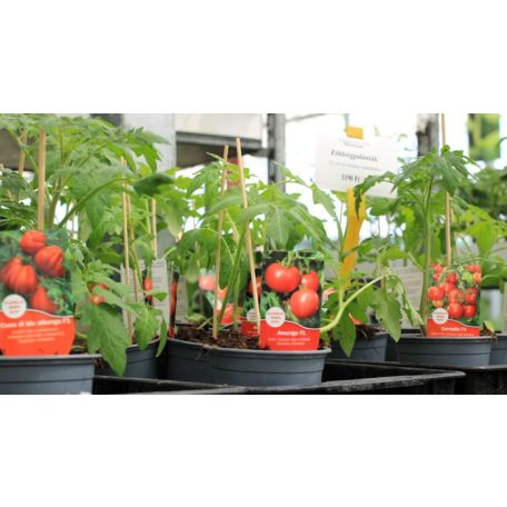 Zöldségpalánták 12 cm-es szürke cserépben - Paradicsom palánták