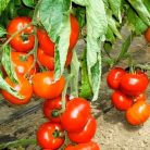 Zöldségpalánták 12 cm-es szürke cserépben - Paradicsom palánták