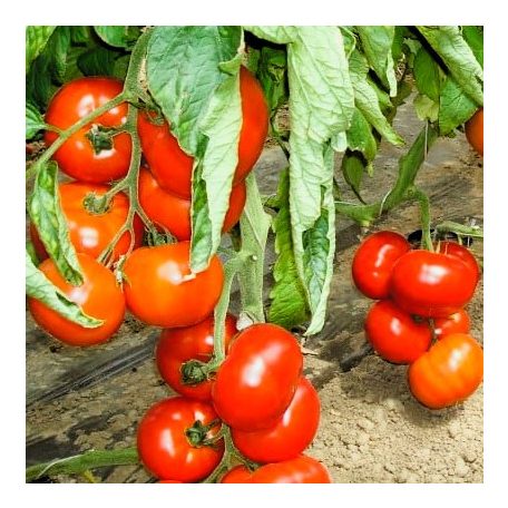 Zöldségpalánták 12 cm-es szürke cserépben - Paradicsom palánták