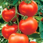 Zöldségpalánták 12 cm-es szürke cserépben - Paradicsom palánták