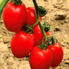 Zöldségpalánták 12 cm-es szürke cserépben - Paradicsom palánták