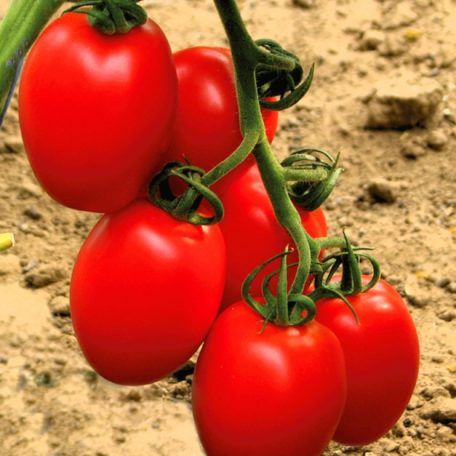 Zöldségpalánták 12 cm-es szürke cserépben - Paradicsom palánták