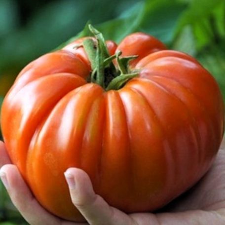 Zöldségpalánták 12 cm-es szürke cserépben - Paradicsom palánták