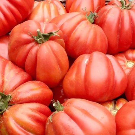 Zöldségpalánták 12 cm-es szürke cserépben - Paradicsom palánták