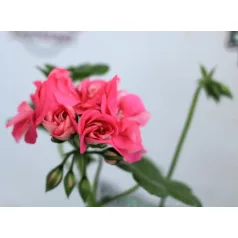 Félfutó, dupla virágú muskátli 9 cm-es cserépben